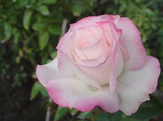 b0017645_0215336.jpg