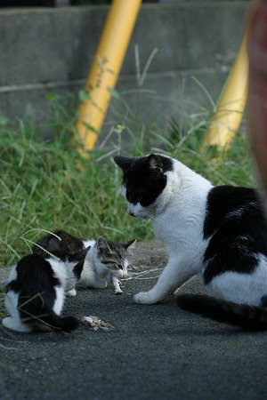 ネコネコ食事中♪子猫はかわいい・・♪_a0001562_1953095.jpg