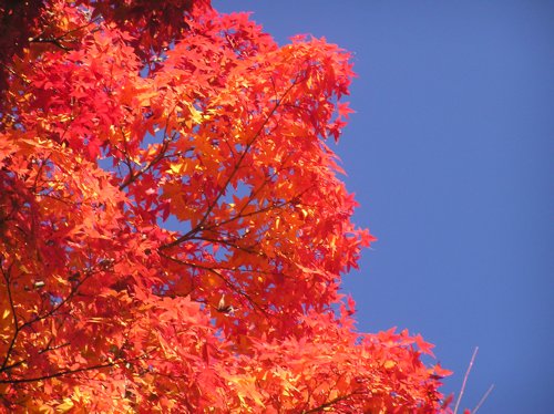 松平郷の紅葉_b0060582_2225243.jpg