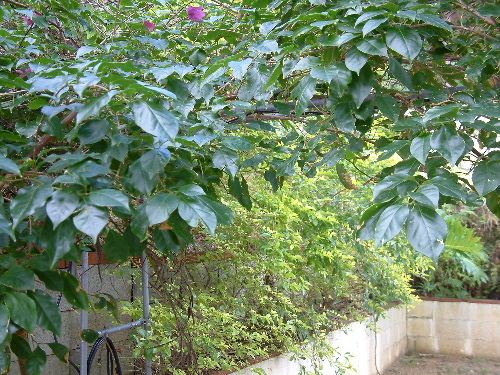 「沖縄13 カフェ」_a0000029_2073564.jpg