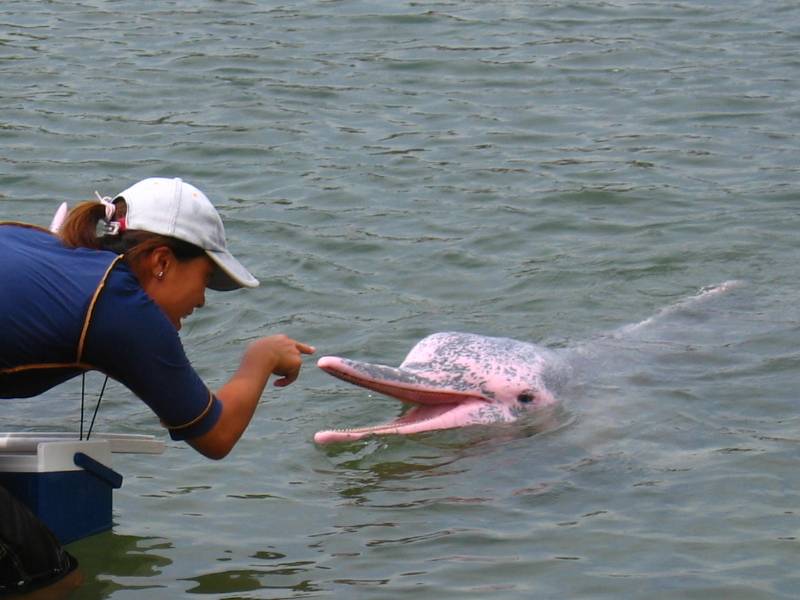 シンガポールのピンク イルカ ねりうま写真生活