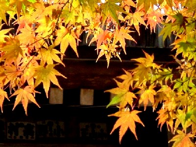 大雄山の紅葉_b0050443_2335751.jpg