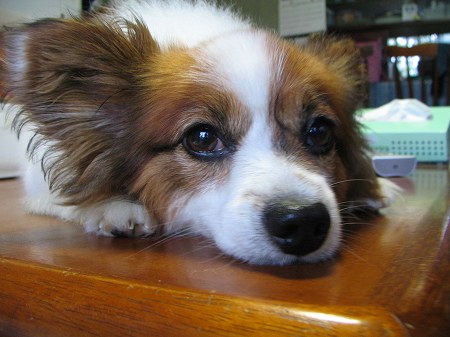 愛犬元気＜でも不機嫌_a0001562_22112362.jpg