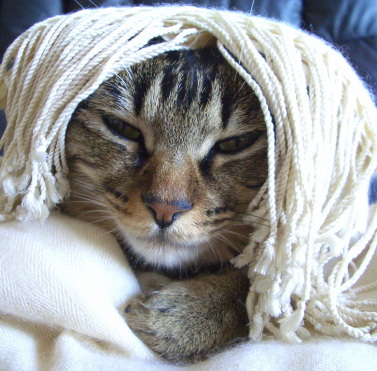 被り化け猫２：古代エジプト風ヅラ_a0014810_1048225.jpg