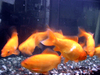 c0006592_2221095.gif