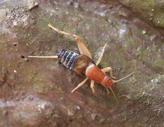 秋の終焉 カネタタキ 昆虫ブログ むし探検広場 秋の終焉 カネタタキ 昆虫ブログ むし探検広場