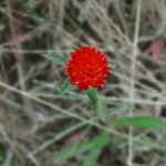 b0016730_11145095.gif