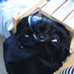 b0035453_8231715.gif