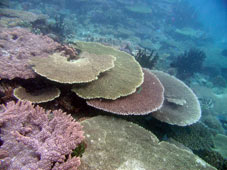 ものすごいサンゴ礁の群生！！_b0033573_18111165.jpg