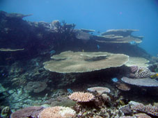 ものすごいサンゴ礁の群生！！_b0033573_1892244.jpg