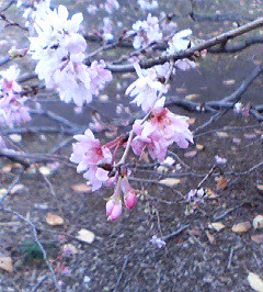 桜だ。_a0031172_15435330.jpg