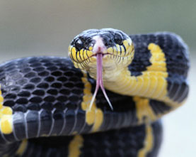 ★ヘビの舌はなぜ２つに割れているか･････へぇ～(･_･?)_a0028694_9462874.jpg