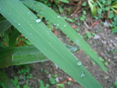 a0033552_25057100.jpg
