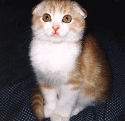 b0035453_10172890.gif