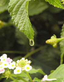 雨あがり_c0007961_121666.jpg