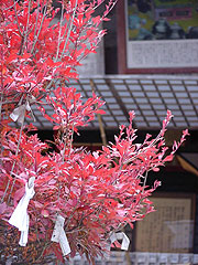 a0028694_15305398.jpg