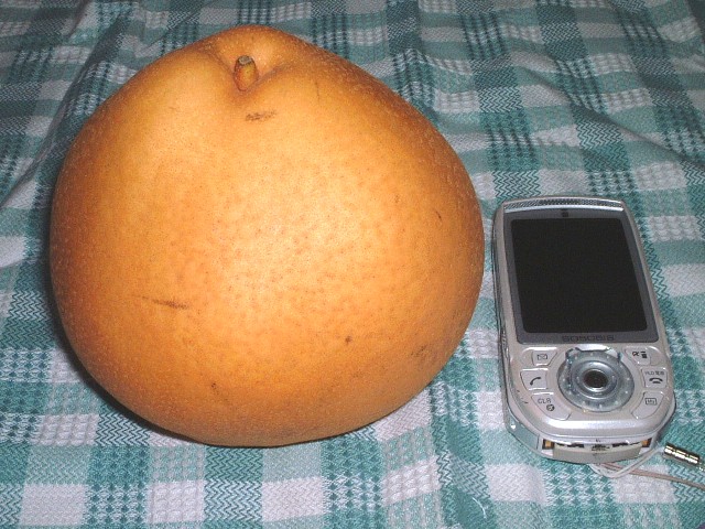 c0007824_955682.jpg