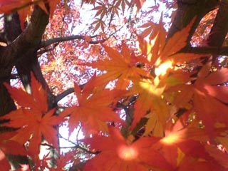 c0001445_2105429.jpg