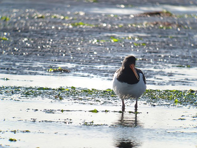 ミヤコドリ　　Eurasian  Oystercatcher/ Haematopus  ostralegus_b0069564_14453844.jpg