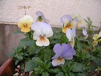 b0018986_15141686.jpg
