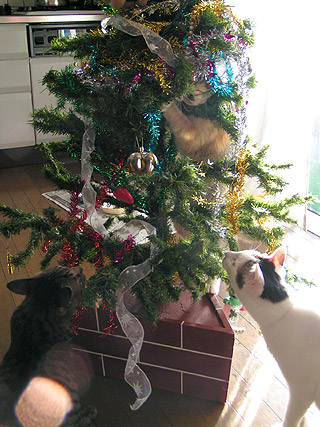 狙われたXmas Tree_a0028451_134041.jpg