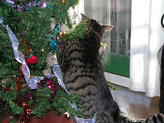 狙われたXmas Tree_a0028451_1341381.jpg