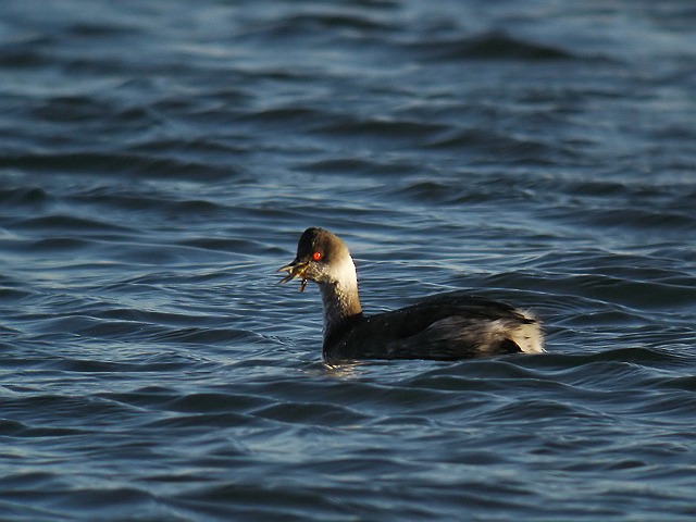 ハジロカイツブリ　　Black-necked  Grebe/ Podiceps  nigricollis_b0069564_2154486.jpg