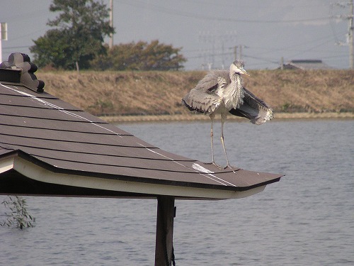 野鳥たちの忘年会_a0020336_17521496.jpg