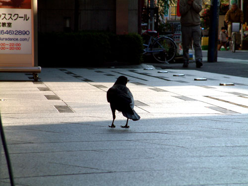 独りうっとりカラスすぅぃすぅぃと立ち去る_a0028561_22264773.jpg