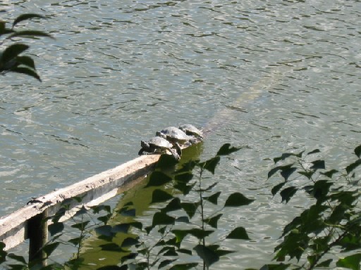 c0003036_05882.jpg