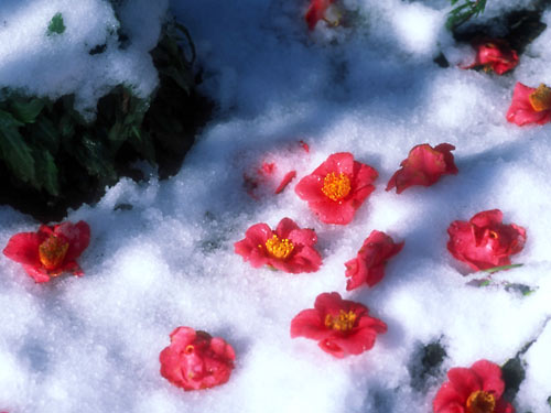 雪に落ち椿 壁紙自然派