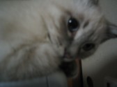 猫の言い分2_c0006826_7532519.jpg