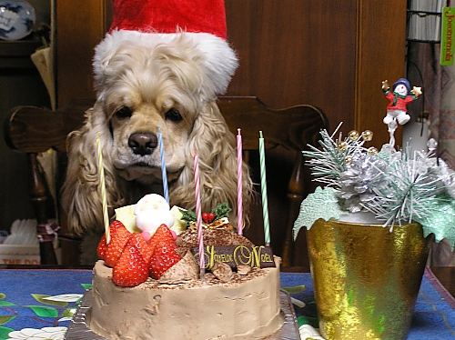 クリスマスのケーキだよー♪_b0067012_032198.jpg