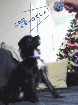 b0035453_15402382.gif