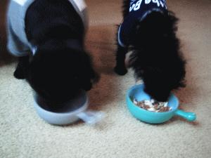 b0035453_20441798.gif