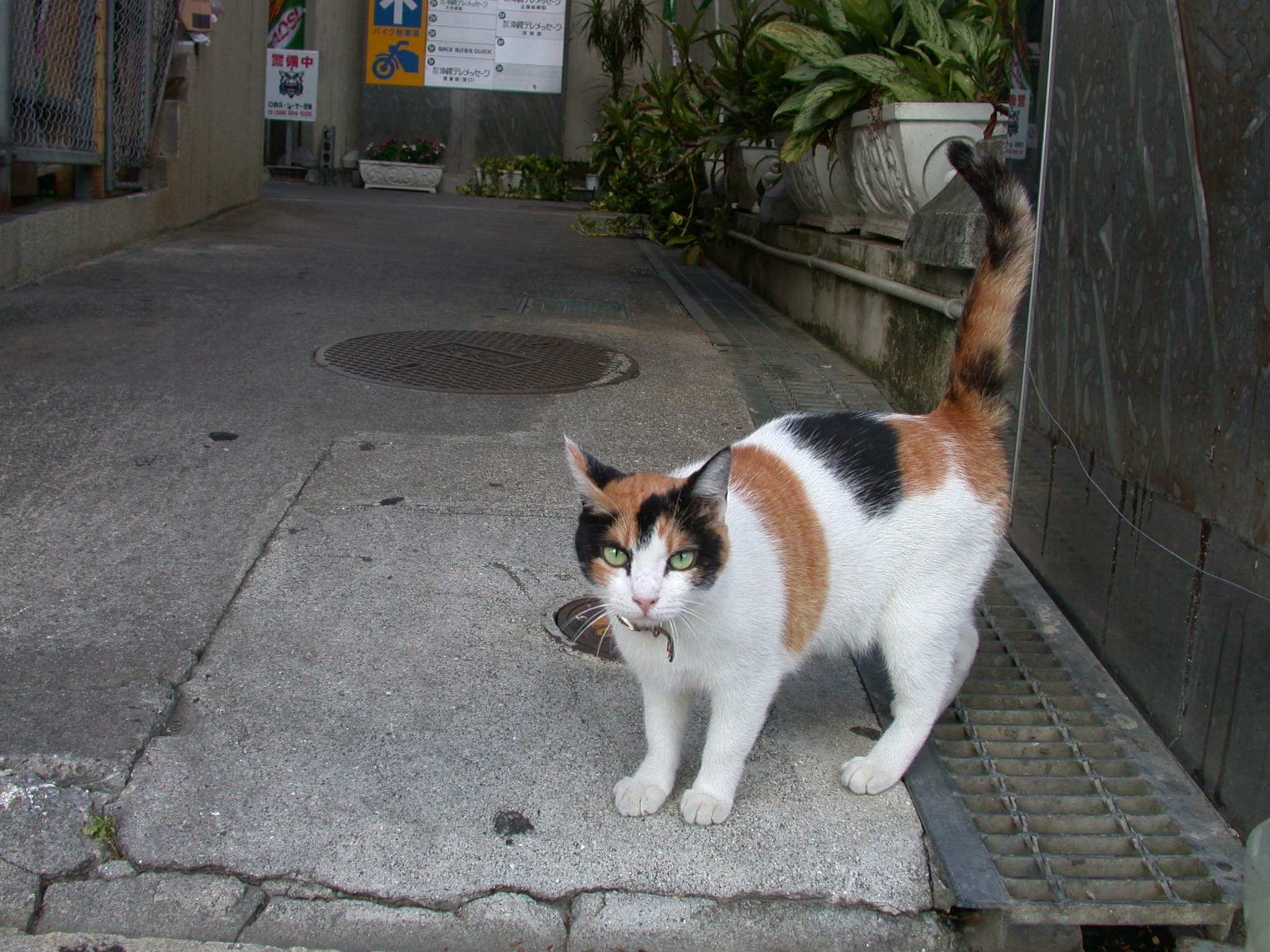 猫パーツ 三毛猫＆茶白