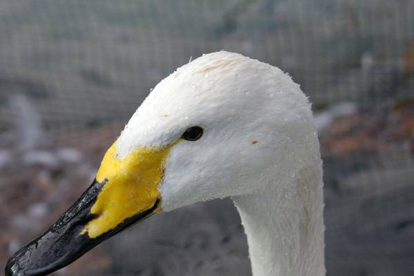 井の頭自然文化園の白鳥_a0009142_11362792.jpg