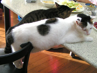 今日のはらへり〜ず2004.12.26_a0028451_15103975.jpg