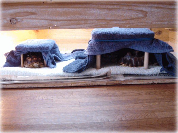 b0055276_03291.gif