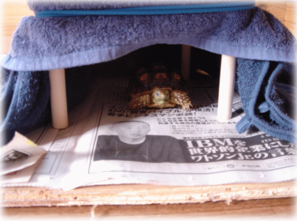 b0055276_22432147.gif