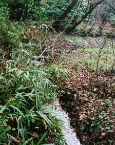 湿地帯がベースを再確認－全面保全決定後の台峯を歩く－_c0014967_22205875.jpg