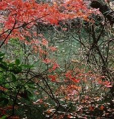 湿地帯がベースを再確認－全面保全決定後の台峯を歩く－_c0014967_22321376.jpg