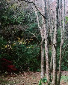 湿地帯がベースを再確認－全面保全決定後の台峯を歩く－_c0014967_2337282.jpg
