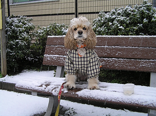 東京の雪_b0067012_11294896.jpg