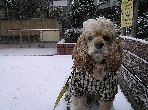 東京の雪_b0067012_1133510.jpg