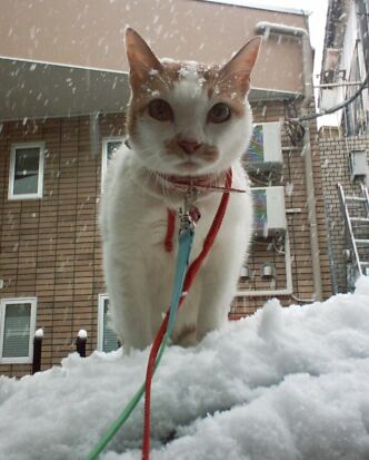 SNOW in TOKYO!!_a0036243_17284333.jpg