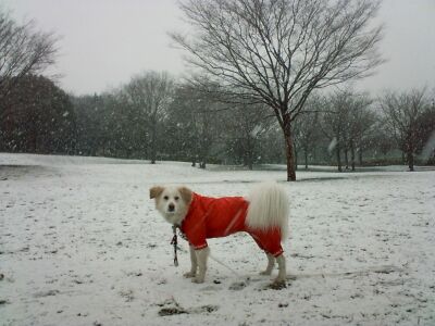 SNOW in TOKYO!!_a0036243_17292189.jpg