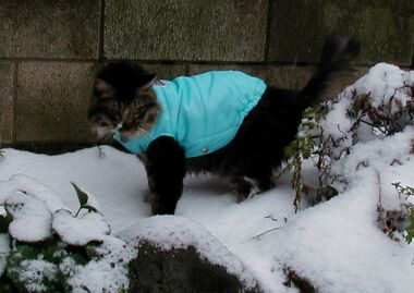 SNOW in TOKYO!!_a0036243_1730502.jpg