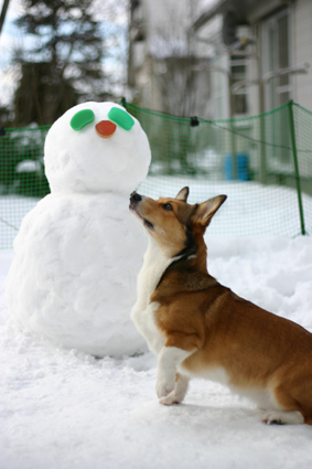 雪だるま お転婆コーギー犬とeos Kiss Dでのお散歩フォト