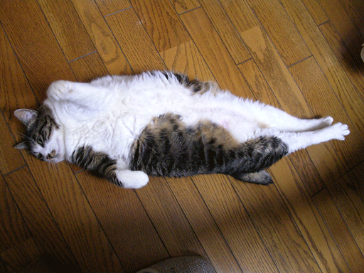 b0011345_2235856.gif